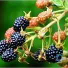 Thornless blackberry "Orkan" for sale