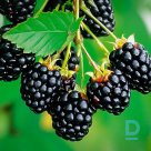 Thornless blackberry "NAVAHO" for sale