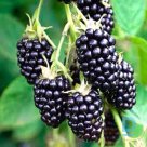 Thornless blackberry "LOCH NESS" for sale