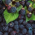 Thornless blackberry "Jumbo" for sale