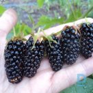 Thornless blackberry "CHESTER" for sale