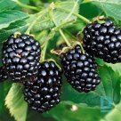 Thornless blackberry "BLACK SATIN" for sale