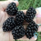 Thornless blackberry "ARAPAHO" for sale