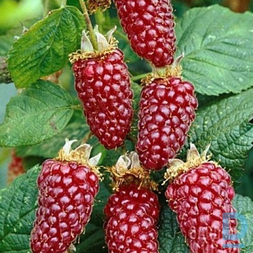 Pārdod kazenes-avenes krustojumu "TAYBERRY" Pārdod kazenes-avenes krustojumu "TAYBERRY"