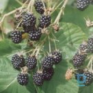 Blackberries "Agawam" for sale
