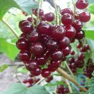 Currant "Vīksnes cherry red" for sale