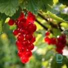 Currant "NIVA" for sale