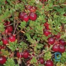 "Pilgrim" cranberries for sale