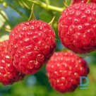 Large-fruited, thornless summer raspberry "GLEN AMPLE" for sale