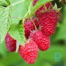 Big-fruited summer raspberry "TULAMEEN" for sale