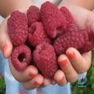 Big-fruited summer raspberry "ISPOLĻIN" for sale