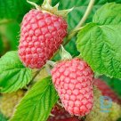 Summer raspberries "RADZIEJOWA" for sale