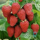 Summer raspberries "NORNA" for sale