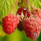 Summer raspberries "BRIGANTINA" for sale