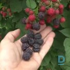 Summer raspberries "BLACK JEWEL" for sale
