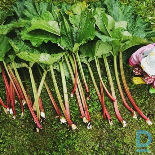 Pārdod Rabarberi "OGRE 13"