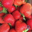 Strawberry plant "ALLEGRO" A+ for sale