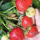 Strawberry plant "LOLA" A+ for sale