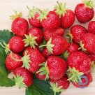 Strawberry seedling "MARA DES BOIS" A+ for sale