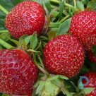 Strawberry plant "POLKA" A+ for sale