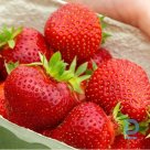 Strawberry plant "RANDZEVOUS" A+ for sale