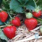 Strawberry plant "RENAISSANCE" A+ for sale