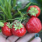 Strawberry plant "SONATA" A+ for sale