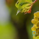 Offers nine noble white grapes and their wines