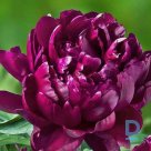CHERRY HILL Peony seedlings for sale