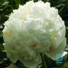 COLONEL OWEN COUSINS Peony seedlings for sale