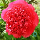 COMMAND PERFORMANCE Peony seedlings for sale