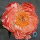 CORAL CHARM Peony seedlings for sale