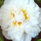 COURONNE d`OR Peony seedlings for sale