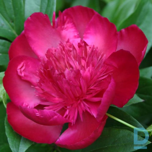 Pārdod FEU D'ARTIFICE  Peoniju stādus