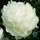IVORY VICTORY Peony seedlings for sale