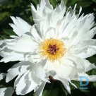 LOIS KELSEY Peony plant for sale