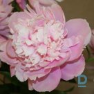 LOVELY LOUISE Peony plant for sale
