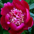 MADAME HENRY FUCHS Peony plant for sale