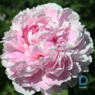 PEPPERMINT Peony seedlings for sale