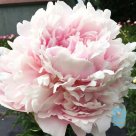 PILLOW TALK Peony seedlings for sale
