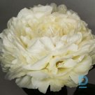 PUFFED COTTON peony plant for sale