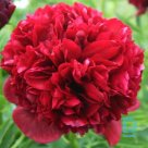 RED GRACE Peony seedlings for sale