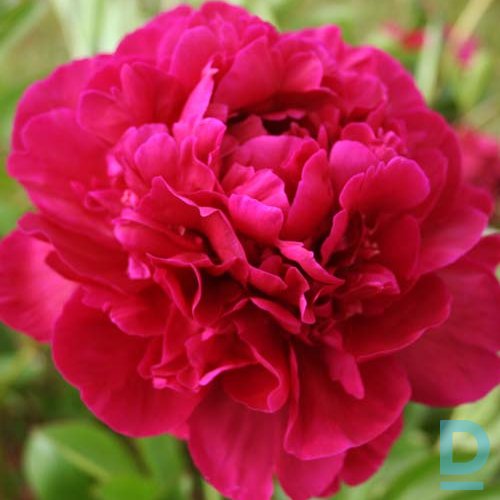 Pārdod RED SARAH (FIONA, RED SARAH BERNHARDT) Peoniju stādi