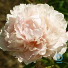 SHIRLEY TEMPLE Peony plant for sale