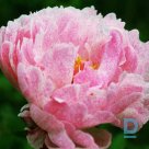 THE FAWN Peony plant for sale