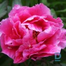 Tree peony CORAL RED seedling for sale
