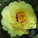 Tree peony HIGH NOON seedling for sale