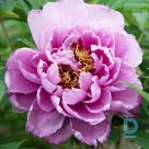 Tree peony LAVENDER plant for sale