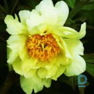 Tree peony OUKAN seedling for sale