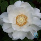Tree peony WHITE seedling for sale